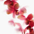 Abstract Pink Orchids Floral Art Print